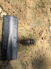 Neotibicen lyricen