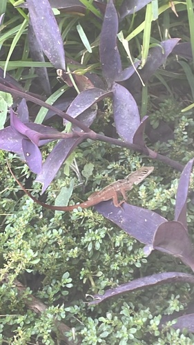 Brown Anole