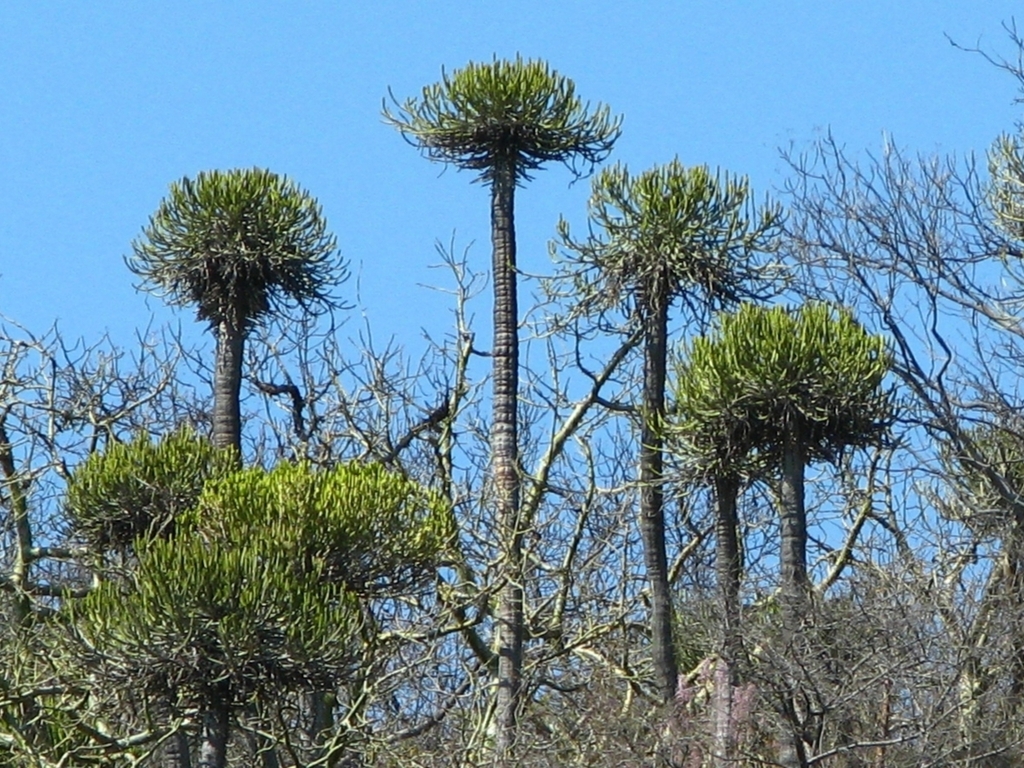 Euphorbia sekukuniensis; photograph (c) Stefan Wolmarans, some rights reserved (CC BY)