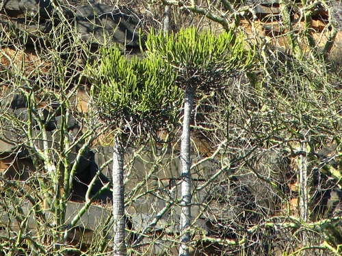 Euphorbia sekukuniensis, photograph 1