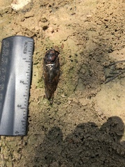 Neotibicen lyricen