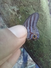 Chloreuptychia herseis