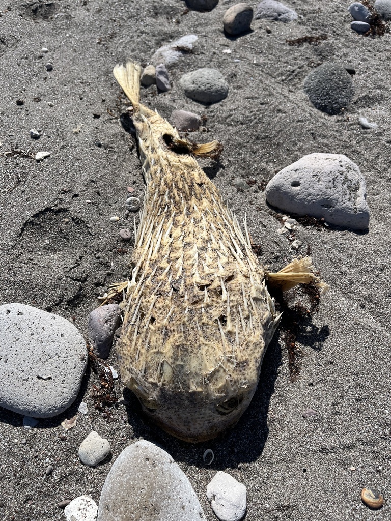 Porcupinefish