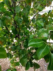 Pyrus calleryana