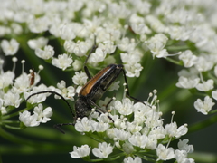 Anastrangalia dubia