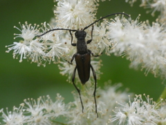 Anastrangalia dubia