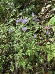 Phacelia bipinnatifida