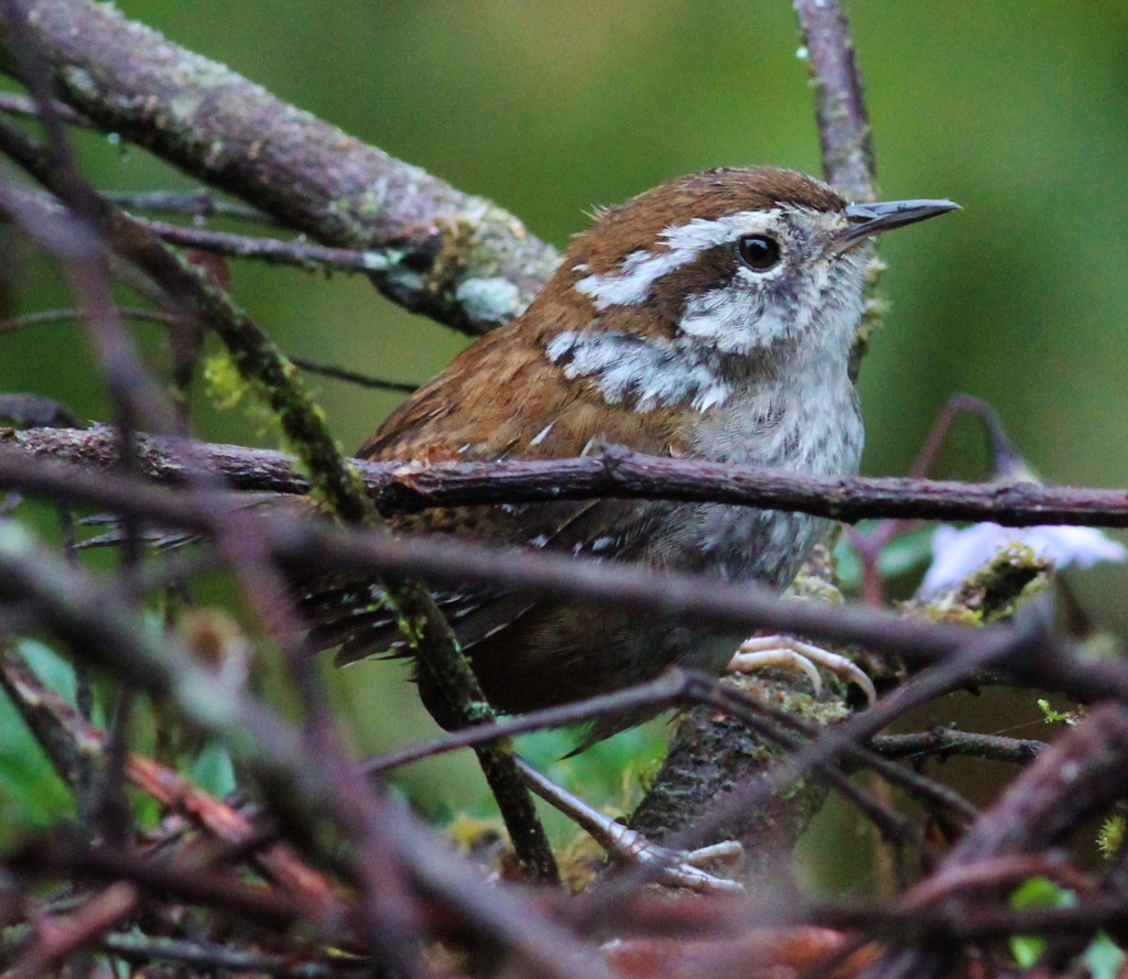 Timberline Wren photo