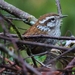 Timberline Wren - Photo (c) Tom Benson, some rights reserved (CC BY-NC-ND)