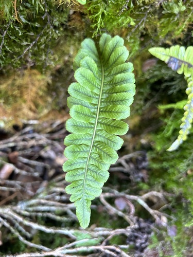 Polypodium pellucidum observed 2024-10-18