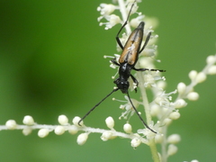 Anastrangalia dubia