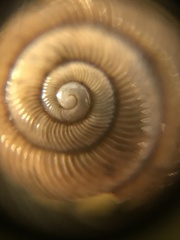 Discus whitneyi