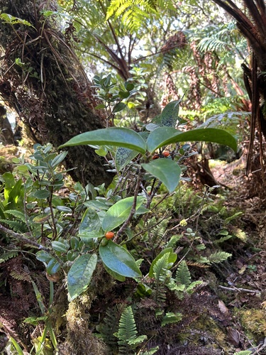 Wikstroemia oahuensis observed 2024-10-18
