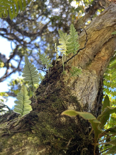Polypodium pellucidum observed 2024-10-18