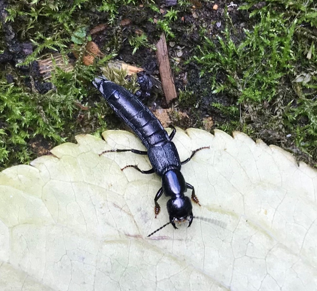 Staph beetle
