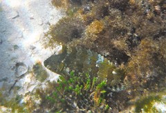 Mock Blenny photo 3
