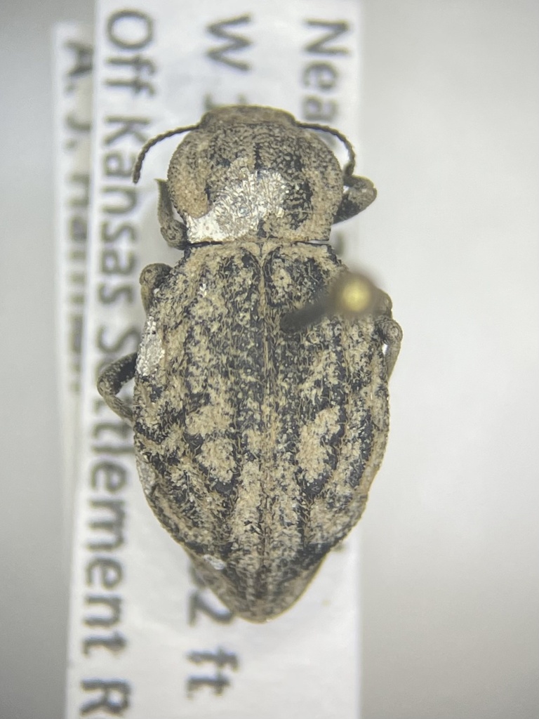 Pelecyphorus anastomosis
