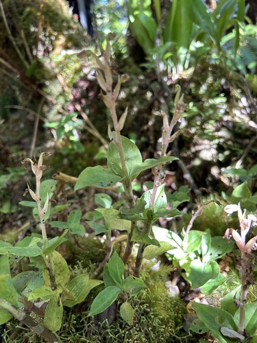 Anoectochilus sandvicensis observed 2024-10-18