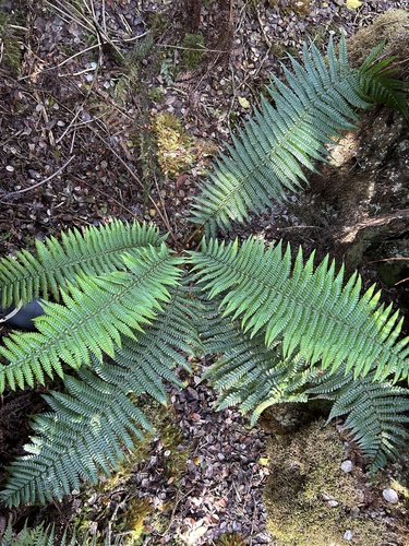 Dryopteris wallichiana observed 2024-10-18