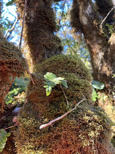 Polypodium pellucidum observed 2024-10-18
