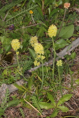 Tofieldia calyculata