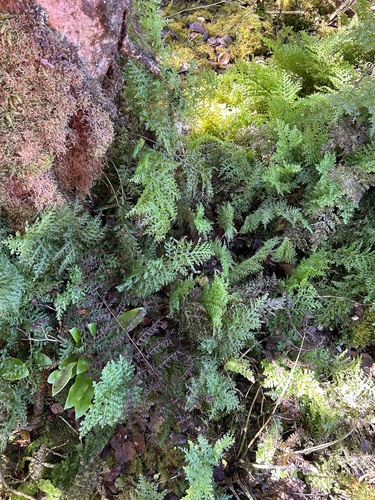 Vandenboschia davallioides observed 2024-10-18