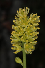 Tofieldia calyculata