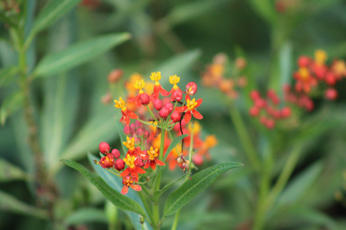 Asclepias curassavica observed 2024-10-29