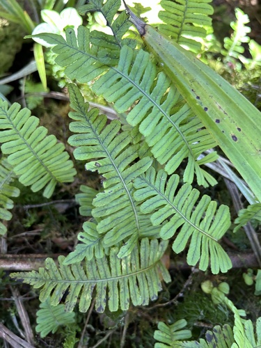 Polypodium pellucidum observed 2024-10-18