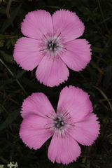 Dianthus alpinus