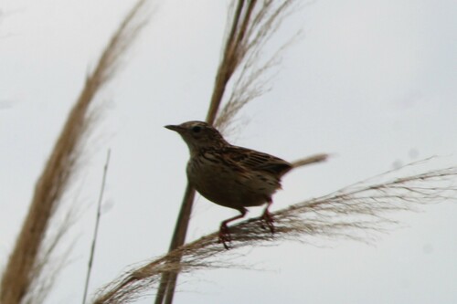 Hellmayr's Pipit (Anthus hellmayri), photo 5