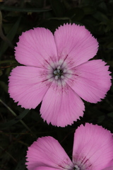 Dianthus alpinus