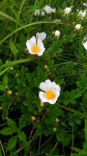 Image of Maximowicz’s Rose (Rosa maximowicziana) by no rights reserved