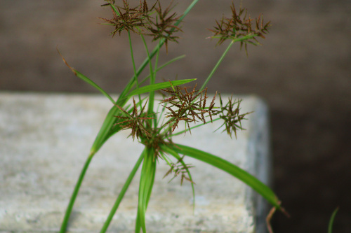 Cyperus odoratus observed 2024-10-29