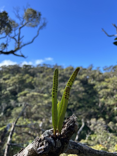 Lepisorus thunbergianus observed 2024-10-18
