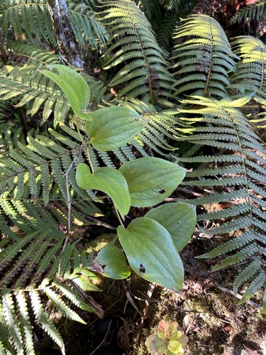 Smilax melastomifolia observed 2024-10-18