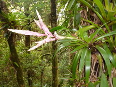 Tillandsia lucida