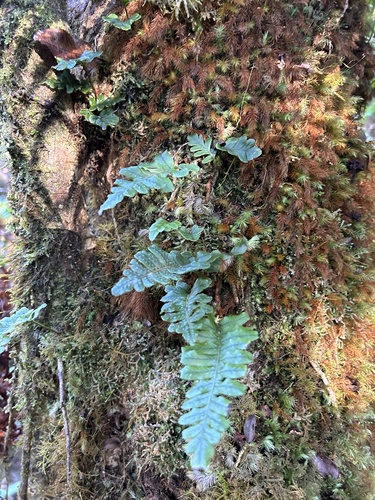 Polypodium pellucidum observed 2024-10-18
