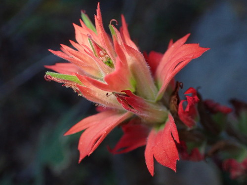 Organ Mountains Paintbrush (Castilleja organorum)
