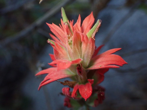 Image of Castilleja organorum by (c) Jared Shorma, some rights reserved (CC BY)