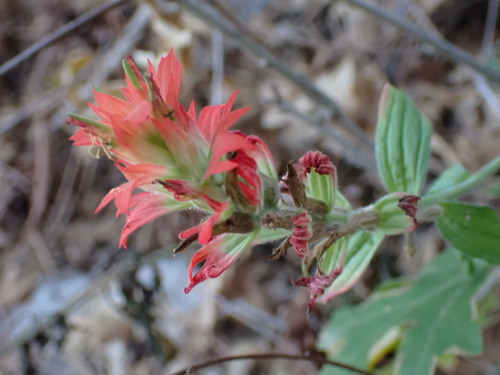 Image of Castilleja organorum by (c) Jared Shorma, some rights reserved (CC BY)