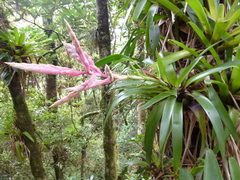 Tillandsia lucida