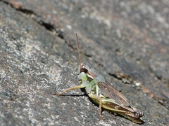 Melanoplus borealis