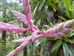 Tillandsia lucida