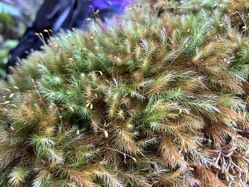 Pyrrhobryum spiniforme observed 2024-10-18