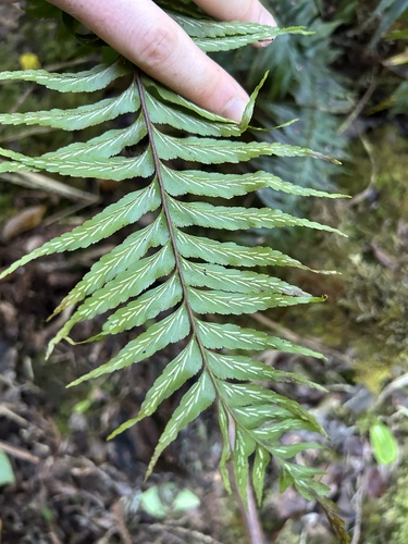 Asplenium contiguum observed 2024-10-18