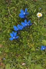 Gentiana bavarica bavarica