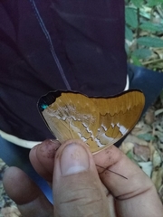 Mesoprepona pheridamas