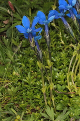 Gentiana bavarica bavarica