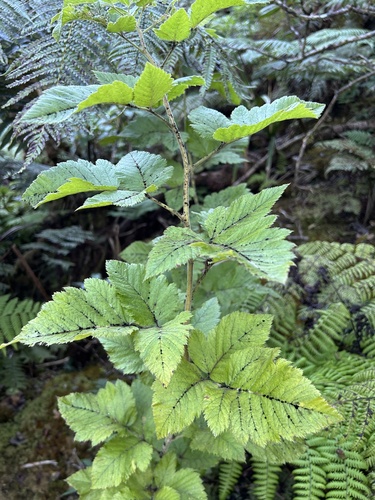Rubus hawaiensis observed 2024-10-18